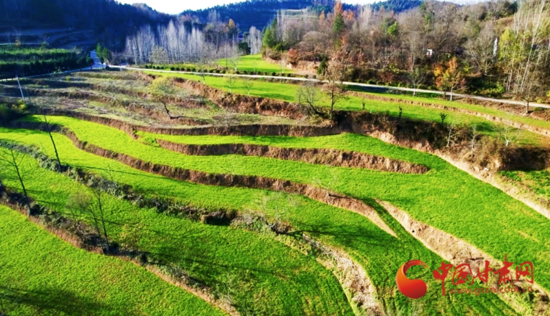 春动陇原丨两当：烂漫春色绘“丰”景