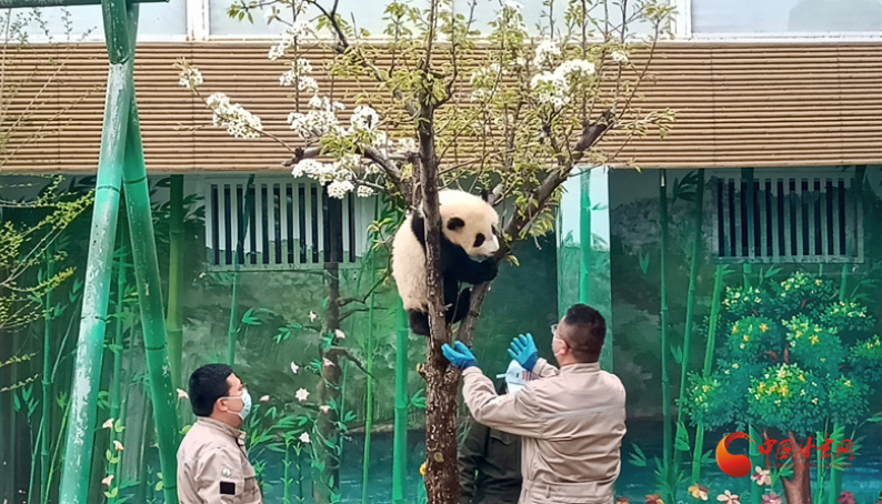 甘肃本土首只圈养大熊猫幼仔“曼兰崽”今日正式亮相