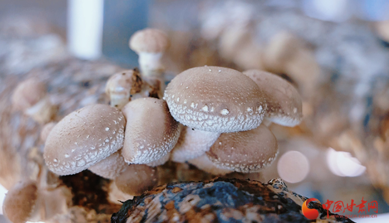 陇原山乡新画卷|崇信：小香菇“撑开”庭院致富伞