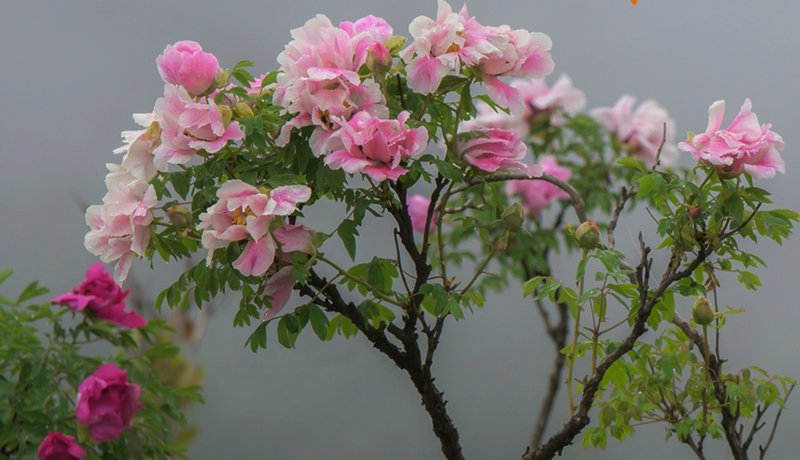 【小陇画报·489期】临洮：杏花染春 牡丹红透洮河畔