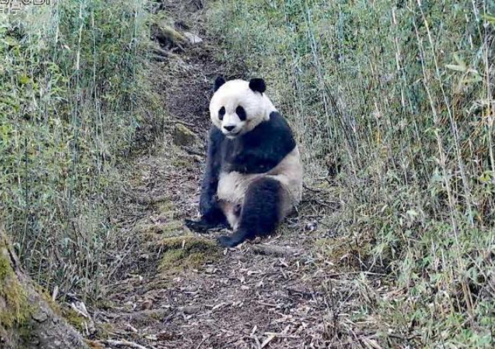 甘肃境内野生大熊猫出镜频率呈现高度密集特征