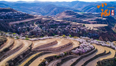 华池：黄土塬上披绿装 山花烂漫竞芬芳