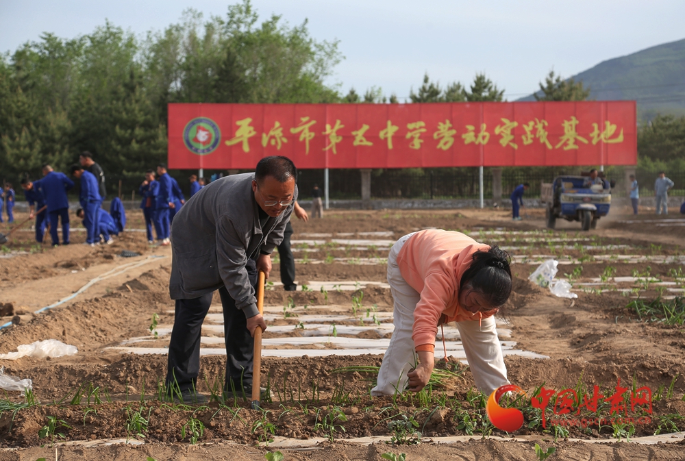 平凉师生：“校园农场”体验劳动快乐