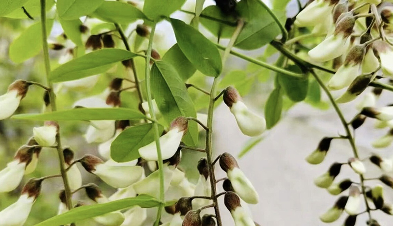 西和：小槐花变身致富“摇钱树”