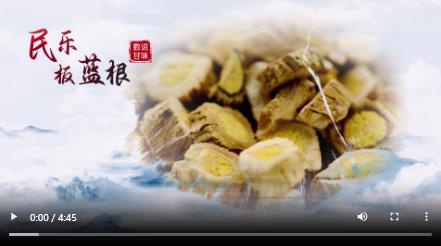 【甘快看】祁连灵根——民乐板蓝根