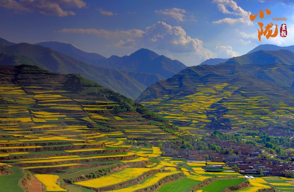 【小陇画报·503期】金色武山 花开等你