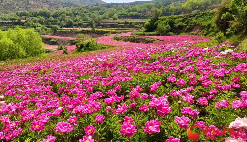 兰州市七里河区千亩芍药开出药旅融合致富花