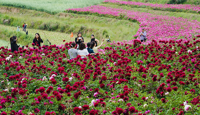 乡村振兴看甘肃|西和：“一朵芍药”开出乡村振兴好“钱”景