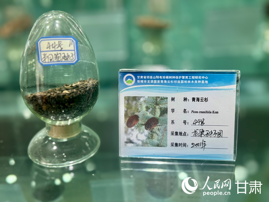 良种基地保存的青海云杉种子。人民网记者 焦隆摄 良种基地保存的青海云杉种子。人民网记者 焦隆摄