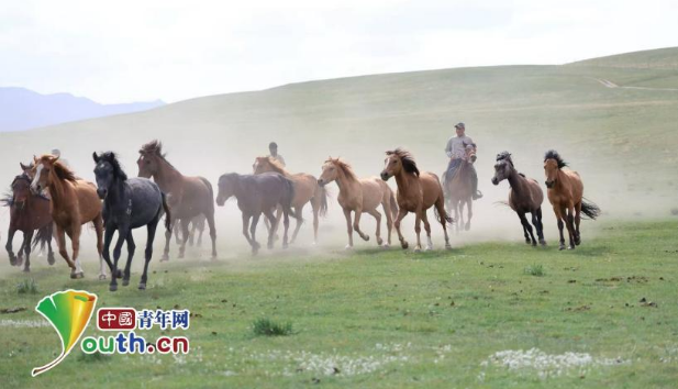 青春华章 丝路逐光｜祁连山下的青春牧歌