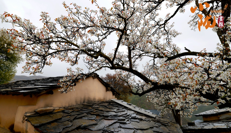 【小陇画报·510期】陇南宁家山:梨花缀满枝头 古村岁月如歌
