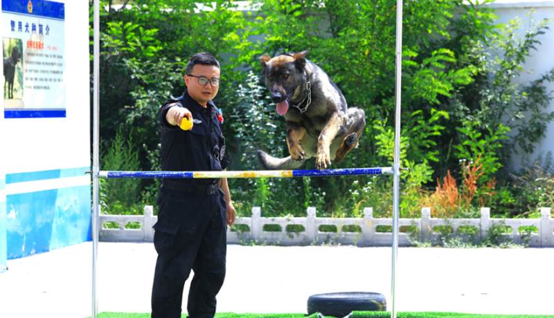 陇拍客丨“无言尖刀”护平安 礼县警犬基地两年搜救成功率达九成