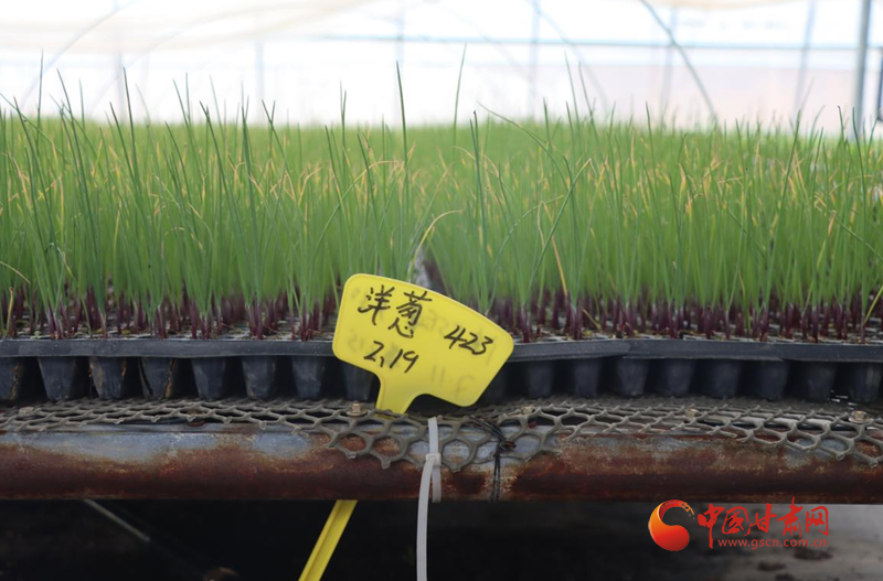 解锁甘肃永登大同镇的有机蔬菜“产销密码”
