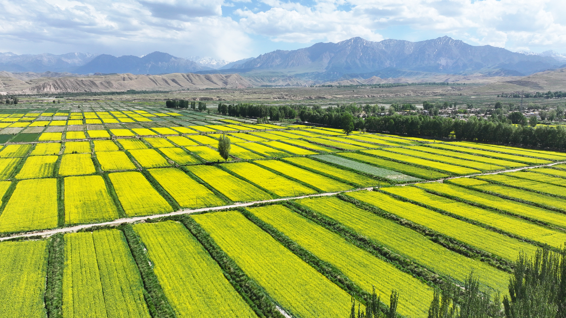 甘肃民乐:祁连山下油菜花开