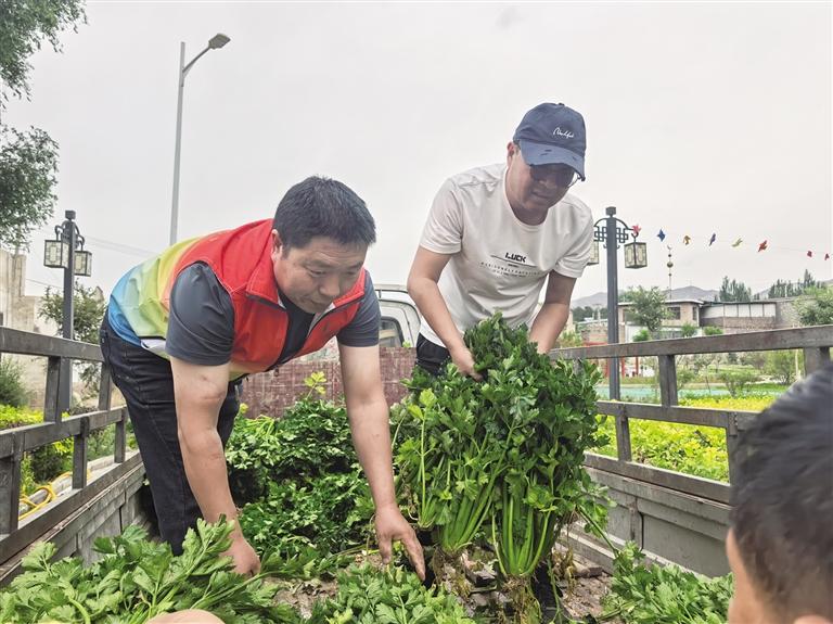 爱心采摘 敬老送菜 志愿者用汗水诠释敬老爱老传统美德