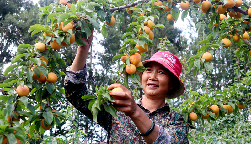 临泽:杏满枝头迎宾客 甜蜜采摘正当时