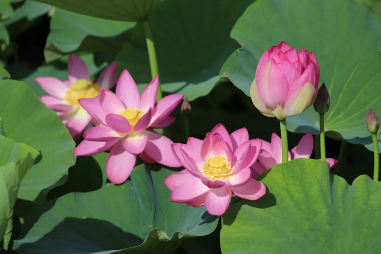 白银区黄河湿地公园激活夏日文旅消费热潮