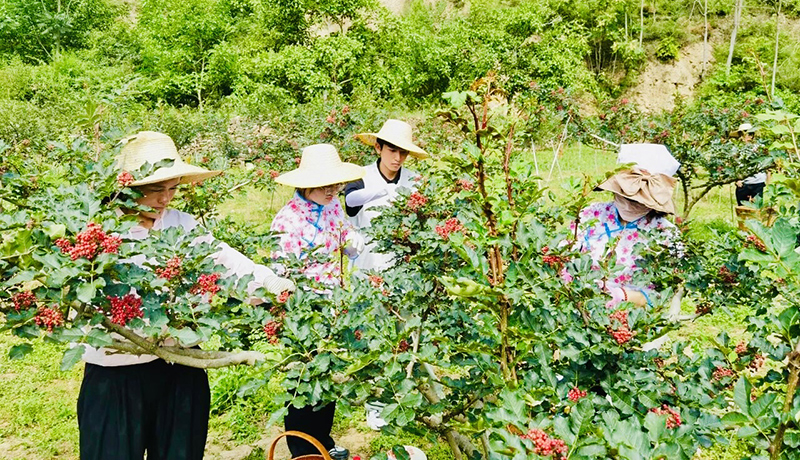 西和：小花椒成“致富果”
