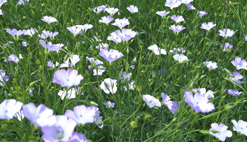 静宁：胡麻花香飘原野