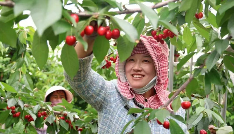 乡村振兴看甘肃|崇信：果菜飘香丰收旺 特色产业赋能乡村振兴