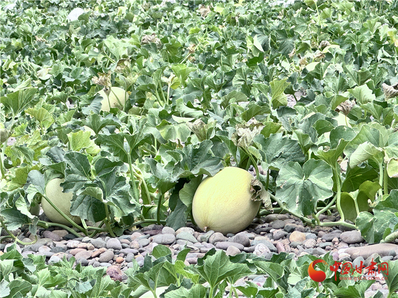 明天小暑到 兰州开启“桑拿模式”