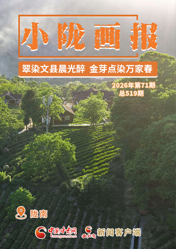 【小陇画报·519期】翠染文县晨光醉 金芽点染万家春
