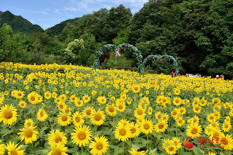 康县：向日葵花海带火乡村旅游