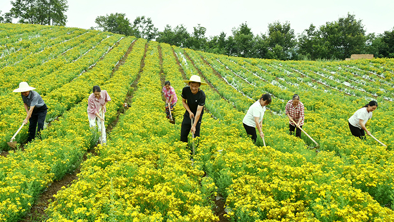 康县:中药材种植助农增收