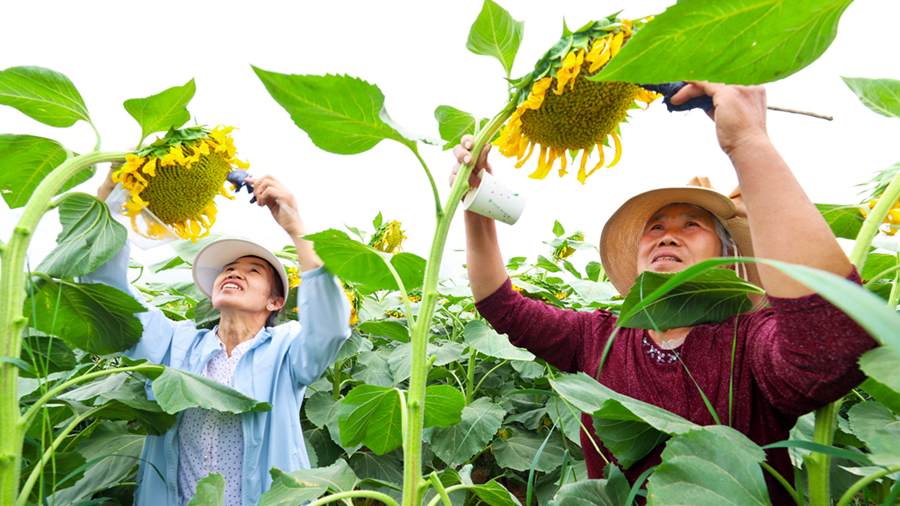 陇拍客丨高台:“花嫂”指尖授粉忙
