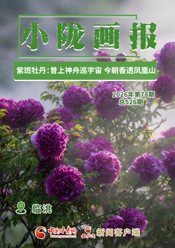 【小陇画报·526期】临洮紫斑牡丹：曾上神舟巡宇宙 今朝香透凤凰山