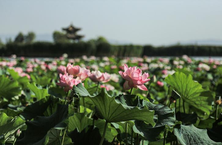 甘肃张掖：荷塘绽芳华 清风引游人