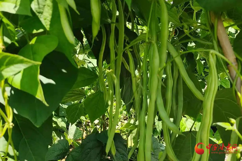 西和：架豆丰收挂满藤 特色产业铺就富民路