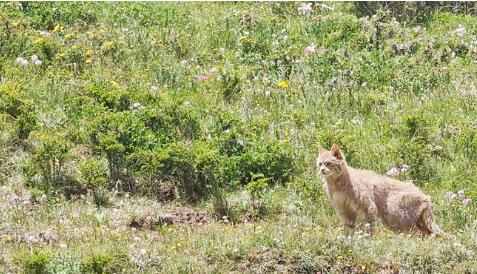 猫妈警戒护稚崽 荒漠猫阖家游祁连