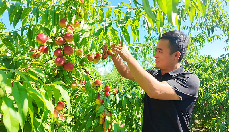 宁县：珍珠枣油桃结出群众增收致富“黄金果”