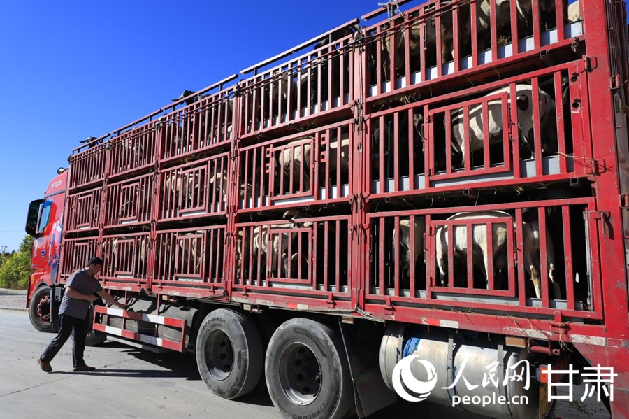 八步沙羊产业链服务中心的活羊正在装车。人民网记者 焦隆摄