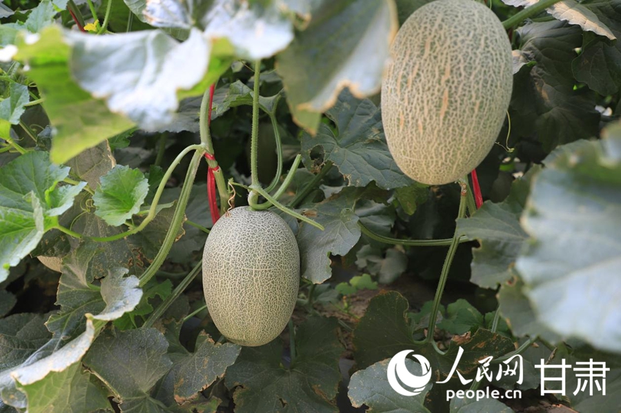 收成镇珍宝村连体拱棚蜜瓜纯河水滴灌种植示范点的哈密瓜。人民网记者 焦隆摄