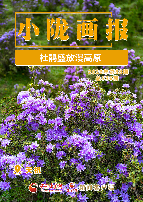 【小陇画报·536期】天祝：杜鹃盛放漫高原