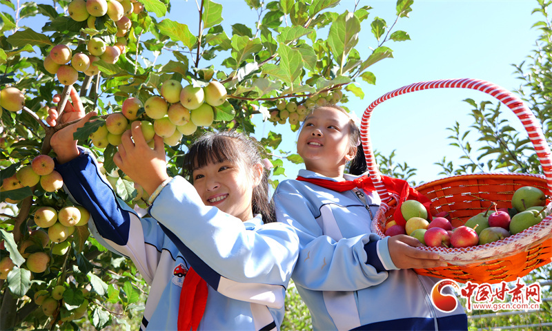 乐享丰收！民乐中小学把劳动课堂搬进农场