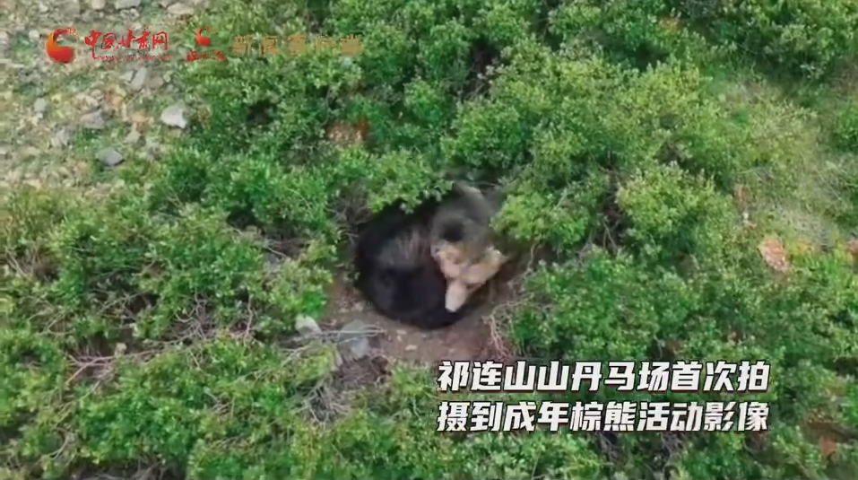 棕熊出没！祁连山山丹马场自然保护站首次记录到成年棕熊野外活动影像