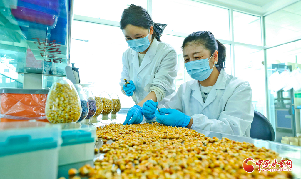 金秋十月玉米种子忙加工