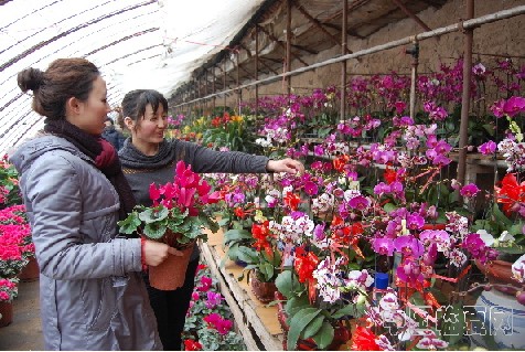 花卉市场生意兴隆_中国甘肃网_吉德网 新春佳节来临之际,临夏市城郊镇花卉市场内鲜花购买者络绎不绝,交易十分火热,南方鲜花三星高照、红掌、杜鹃等花种深受广大顾客喜爱。 (李杰 王晓娟 )