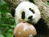�����ɰ�����è����