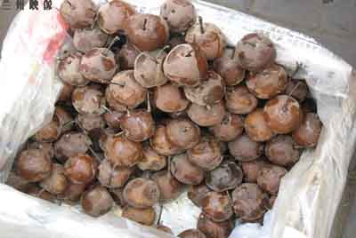 兰州特产-软儿梨