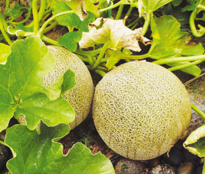 兰州特产-白兰瓜