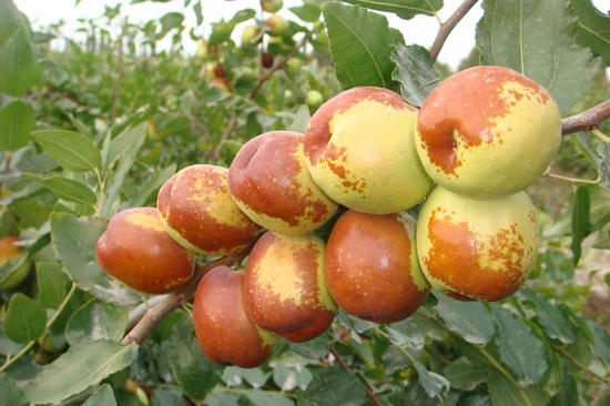 甘肃庆阳有哪些特产