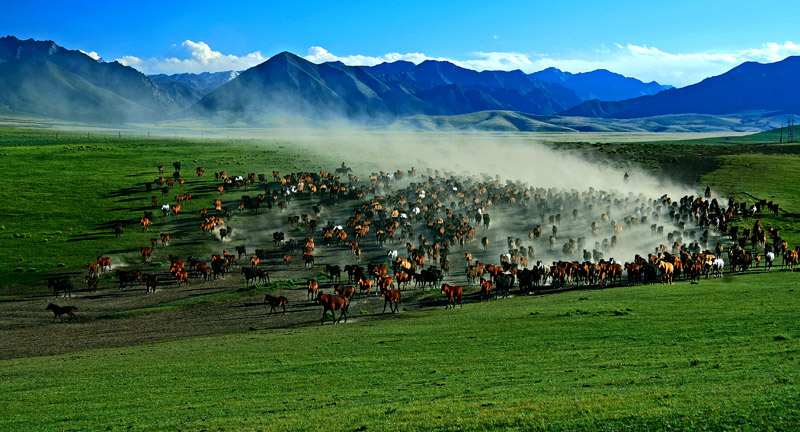 张掖山丹军马场图片