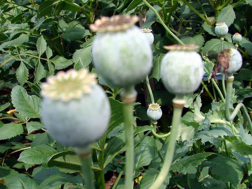 罂粟种植_罂粟种植多少违法_罂粟种植时间图片