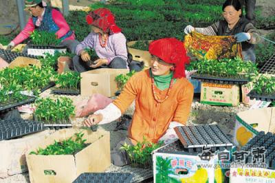 Diebu county have built 106 greenhouse