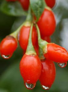 ��Jingshahong��desert wolfberry