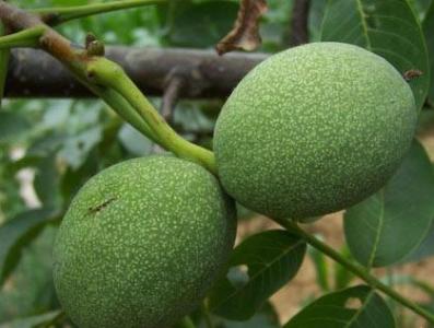 Wudu Oil-bearing Olive